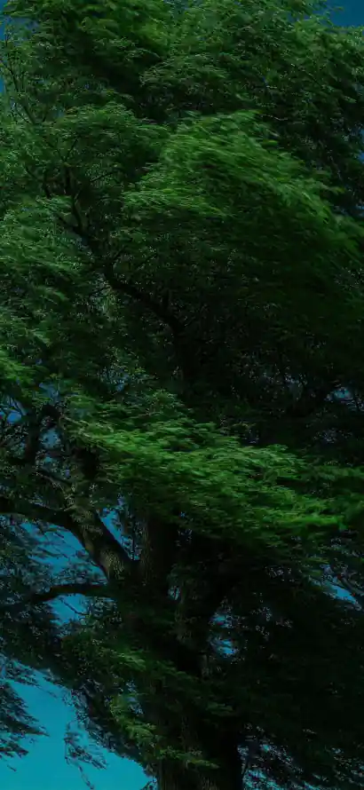 4k仰拍壁纸 - 树 - 风 - 林间「哲风壁纸」 4k仰拍壁纸 - 树 - 风 - 林间「哲风壁纸」