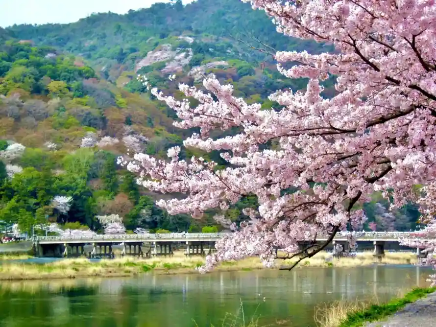2k京都壁纸-山林 - 岚山-日本「哲风壁纸」