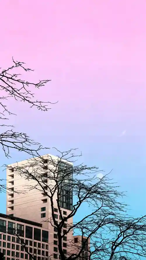 4k手机壁纸 - 枯树枝 - 城市建筑 - 清新治愈「哲风壁纸」