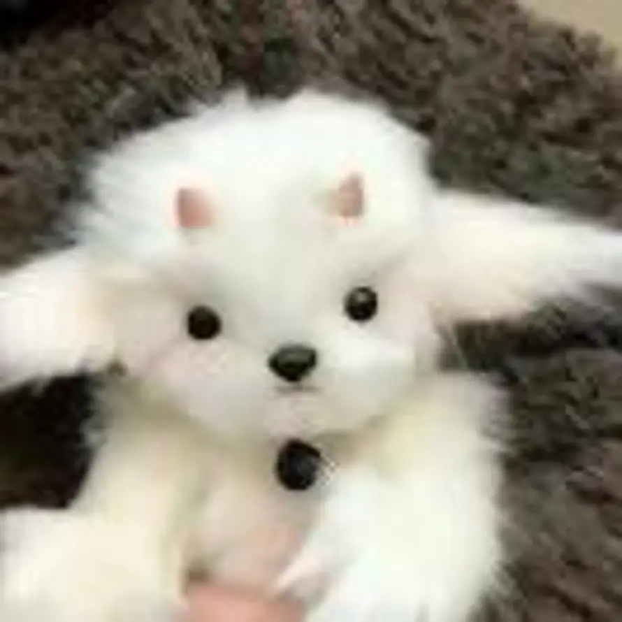 续一杯小羊的头像