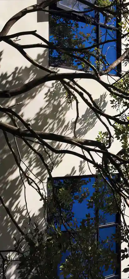4k光影壁纸 - 晴天 - 树影 - 树枝「哲风壁纸」