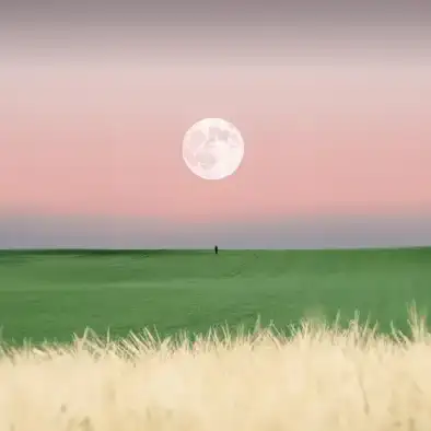 天猫的头像