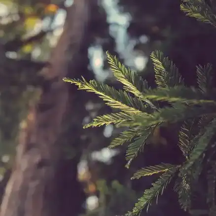 森林Forest的头像