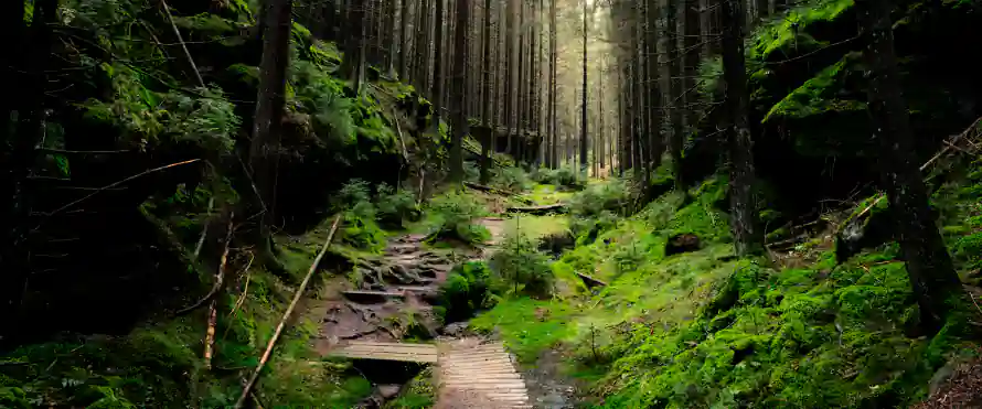 4k森林壁纸 - 绿植 - 苔藓 - 阳光「哲风壁纸」