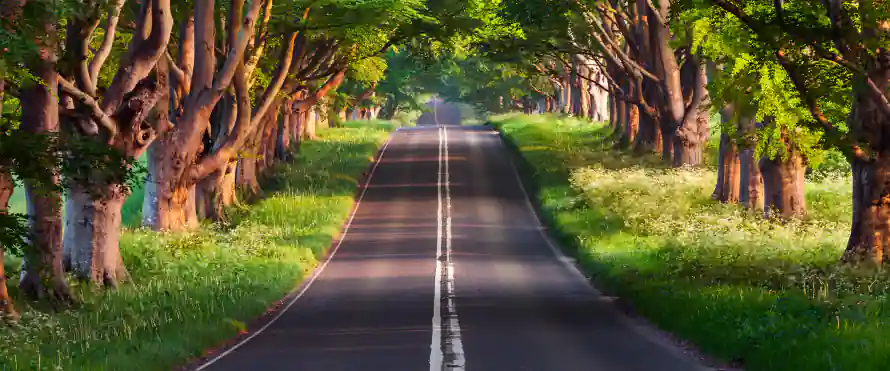 4k公路壁纸 - 树木 - 草地 - 阳光「哲风壁纸」