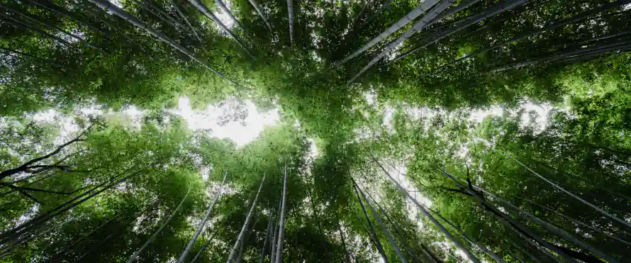 4k仰拍壁纸-竹林 - 翠绿-阳光「哲风壁纸」
