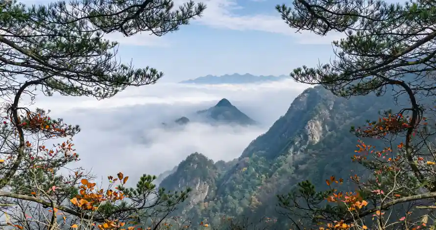 3k云海壁纸-壁纸 - 山峦-松树「哲风壁纸」