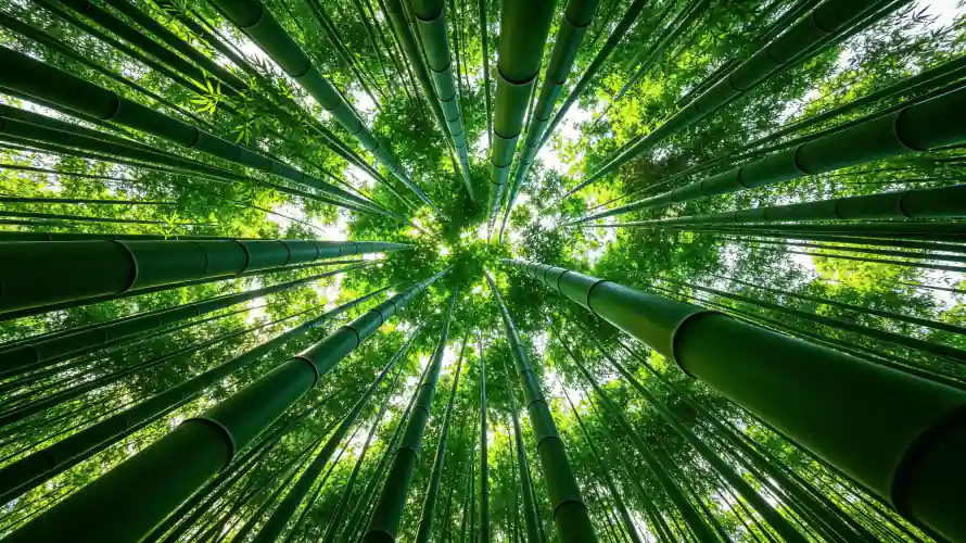 3k壁纸壁纸-竹子 - 竹林-仰拍视角「哲风壁纸」