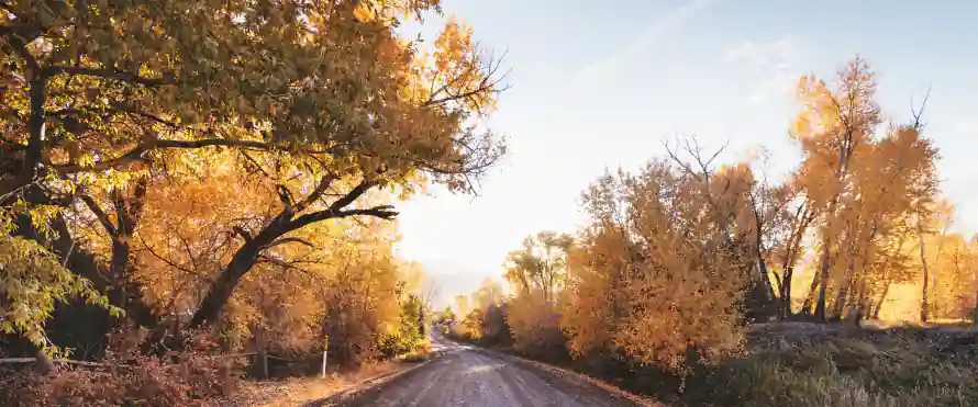 4k秋日壁纸-秋景 - 暖色调-林荫道「哲风壁纸」