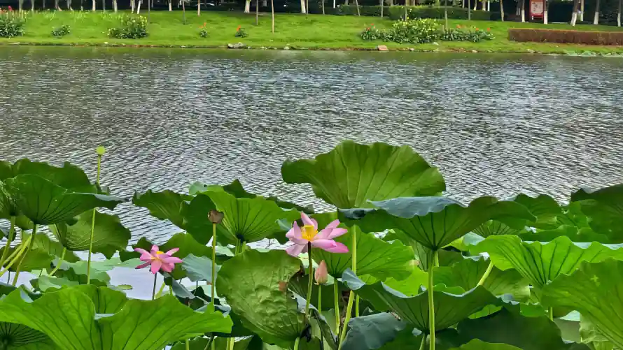 2k夏日壁纸-湖畔 - 湖面-草地「哲风壁纸」