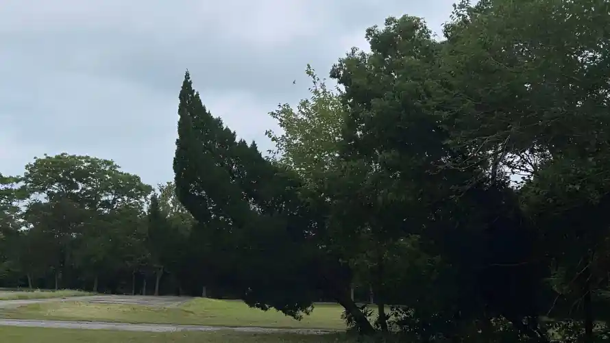2k户外壁纸-树 - 树林-草地「哲风壁纸」