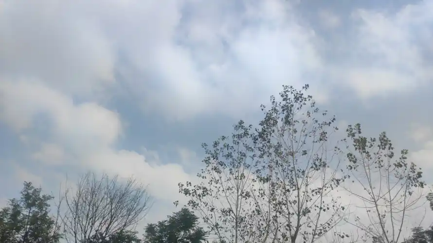 9k天空壁纸-户外 - 树木-树梢「哲风壁纸」