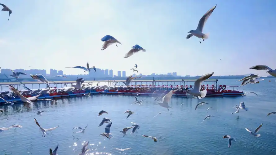 4k晴朗壁纸-海滨 - 海鸥-游船「哲风壁纸」