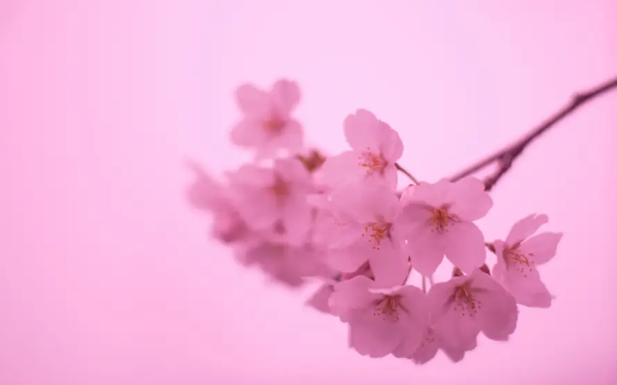 2k春日壁纸-朦胧 - 柔焦-樱花「哲风壁纸」