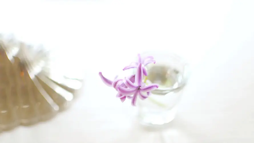 4k简约壁纸 - 静物 - 小清新 - 风信子「哲风壁纸」