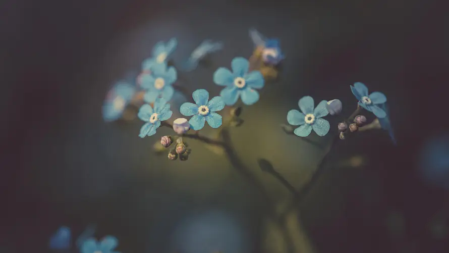 2k花枝壁纸-勿忘我 - 小清新-治愈系「哲风壁纸」