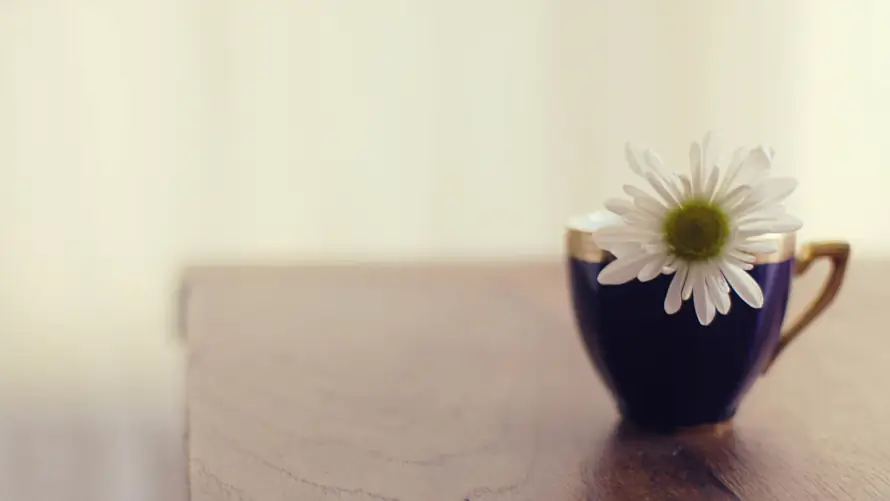4k木桌壁纸 - 简约 - 雏菊 - 静物「哲风壁纸」