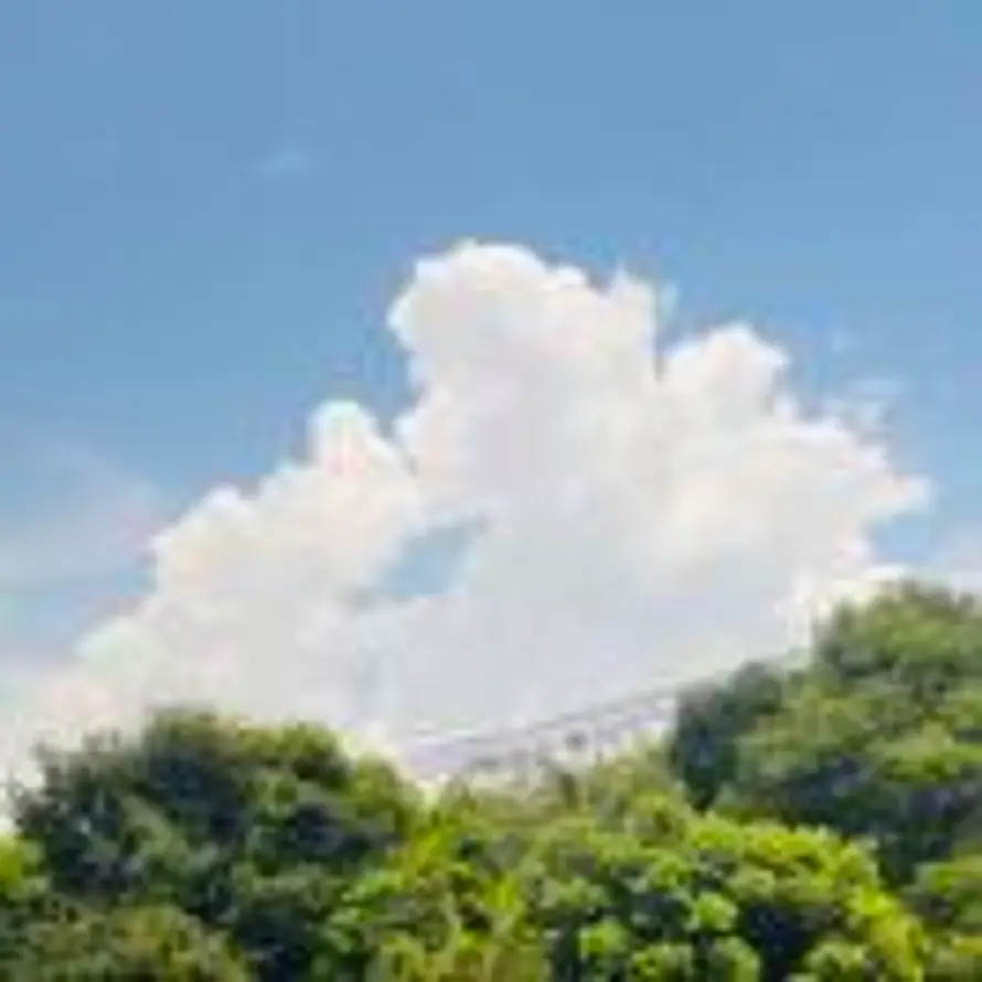 杨音的头像