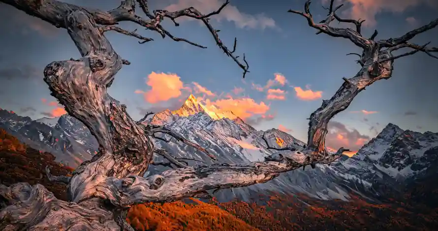 4k壁纸壁纸 - 山脉 - 枯树 - 雪山「哲风壁纸」