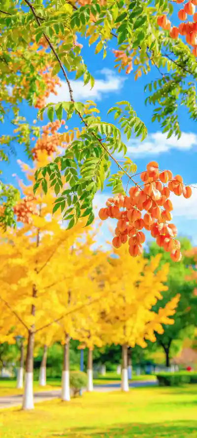 4k壁纸壁纸 - 栾树 - 白云 - 草坪「哲风壁纸」