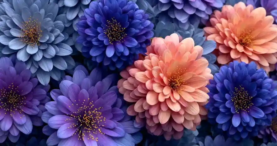 3k壁纸壁纸-菊花 - 多彩花卉-密集花丛「哲风壁纸」 3k壁纸壁纸-菊花 - 多彩花卉-密集花丛「哲风壁纸」