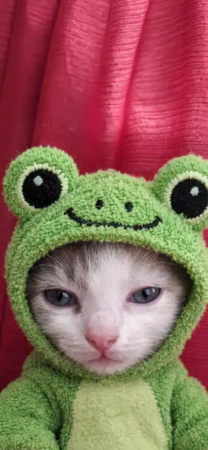 4k小猫壁纸 - 幼猫 - cat - 蓝眼睛「哲风壁纸」