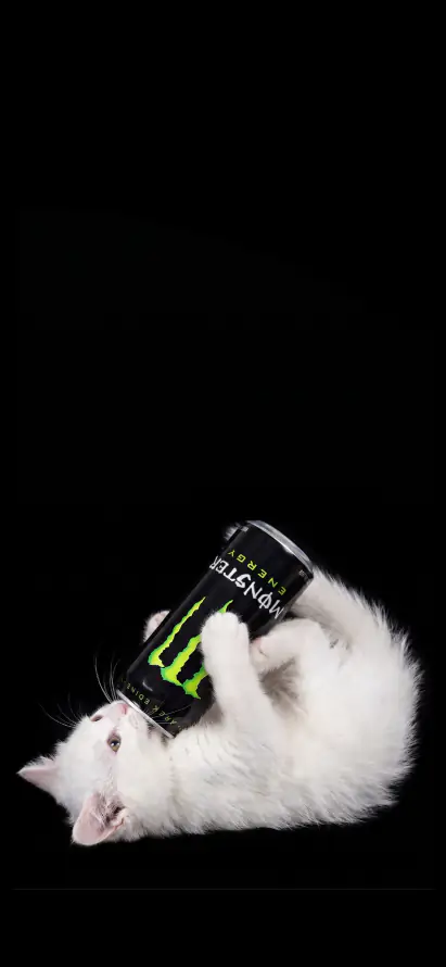 4k小猫壁纸 - 白猫 - 萌宠 - cat「哲风壁纸」