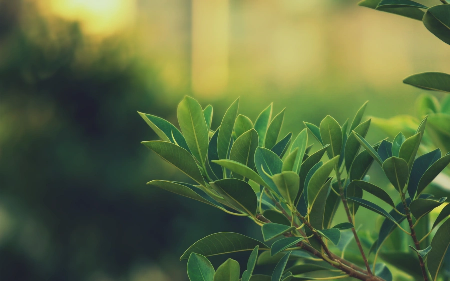 2k植物壁纸-宏背景-《树叶》图片-模糊「哲风壁纸」 2k植物壁纸-宏背景-《树叶》图片-模糊「哲风壁纸」