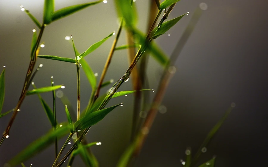 带晶莹水珠的翠竹枝叶特写，背景虚化朦胧，氛围清新柔和