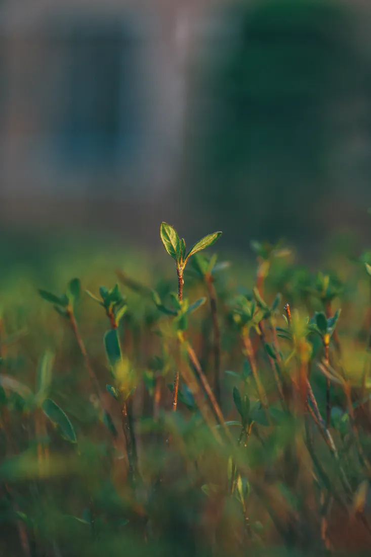 《植被》手机壁纸-草壁纸-绿色的壁纸-草家庭「哲风壁纸」 《植被》手机壁纸-草壁纸-绿色的壁纸-草家庭「哲风壁纸」