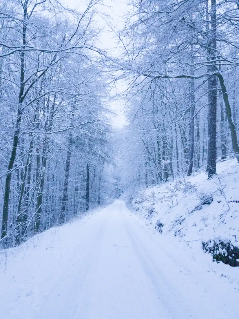 冬日雪景手机壁纸|雪林小径背景图片 - 静谧冬日风光「哲风壁纸」 冬日雪景手机壁纸|雪林小径背景图片 - 静谧冬日风光「哲风壁纸」