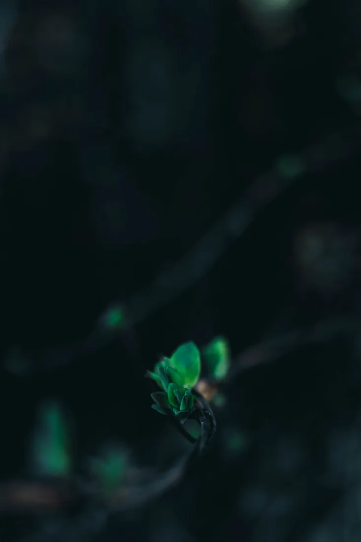 深暗朦胧背景中散落着模糊的绿色光斑，整体低暗静谧。
