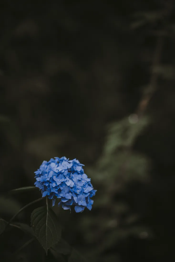 暗调虚化林间背景中，一朵蓝色绣球花清晰呈现，氛围静谧。