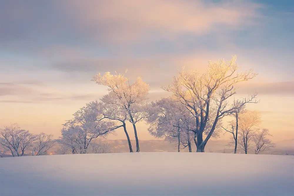 1k雾凇雪景壁纸|黄昏雪原枯树背景图片 - 唯美冬日风光「哲风壁纸」 黄昏雪原上,覆满雾凇的枯树在暖橙与淡蓝渐变的天空下静静伫立。