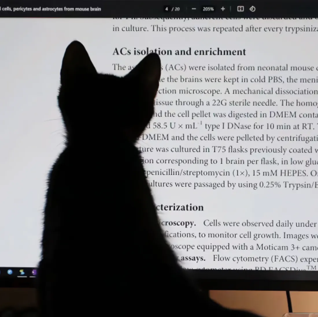 2k艺术壁纸-猫猫壁纸-《壁纸分享》「哲风壁纸」 2k艺术壁纸-猫猫壁纸-《壁纸分享》「哲风壁纸」