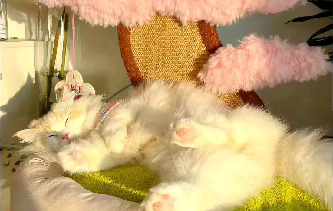 2k可爱壁纸-猫猫-免费下载「哲风壁纸」 2k可爱壁纸-猫猫-免费下载「哲风壁纸」