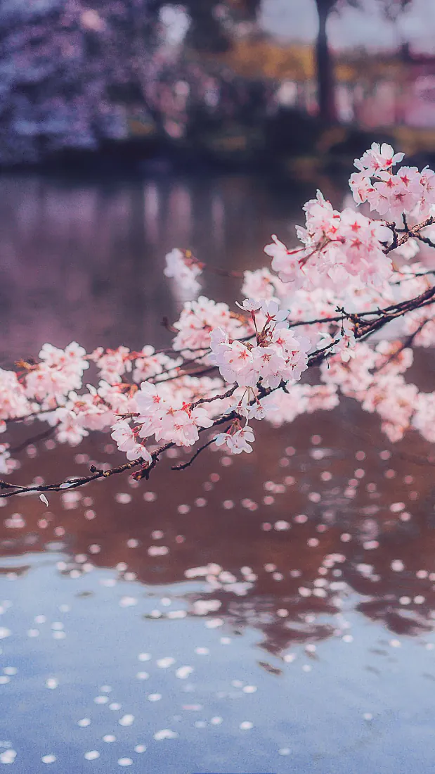 《风景》手机壁纸-小清新壁纸 - 美图合集「哲风壁纸」 《风景》手机壁纸-小清新壁纸 - 美图合集「哲风壁纸」