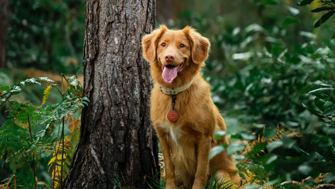 4k金毛犬壁纸|林间吐舌狗狗背景图片 - 清新治愈「哲风壁纸」 浅棕金毛犬坐在林间树干旁,吐舌微笑,背景绿植虚化。