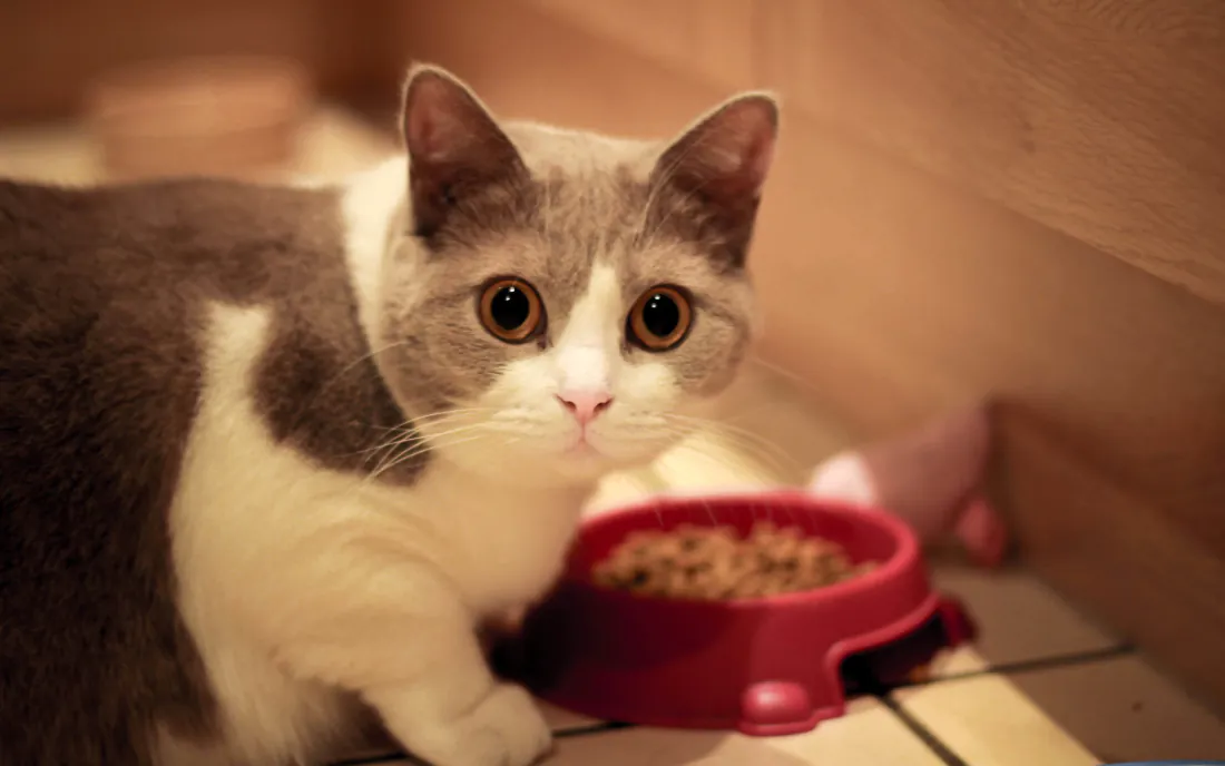 3k动物壁纸 - 猫壁纸「哲风壁纸」 3k动物壁纸 - 猫壁纸「哲风壁纸」