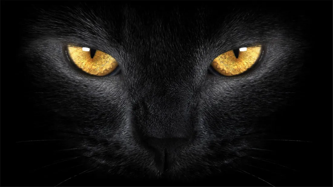 纯黑背景下黑猫脸部特写，仅一双金黄色竖瞳眼睛清晰显现，神秘酷炫。