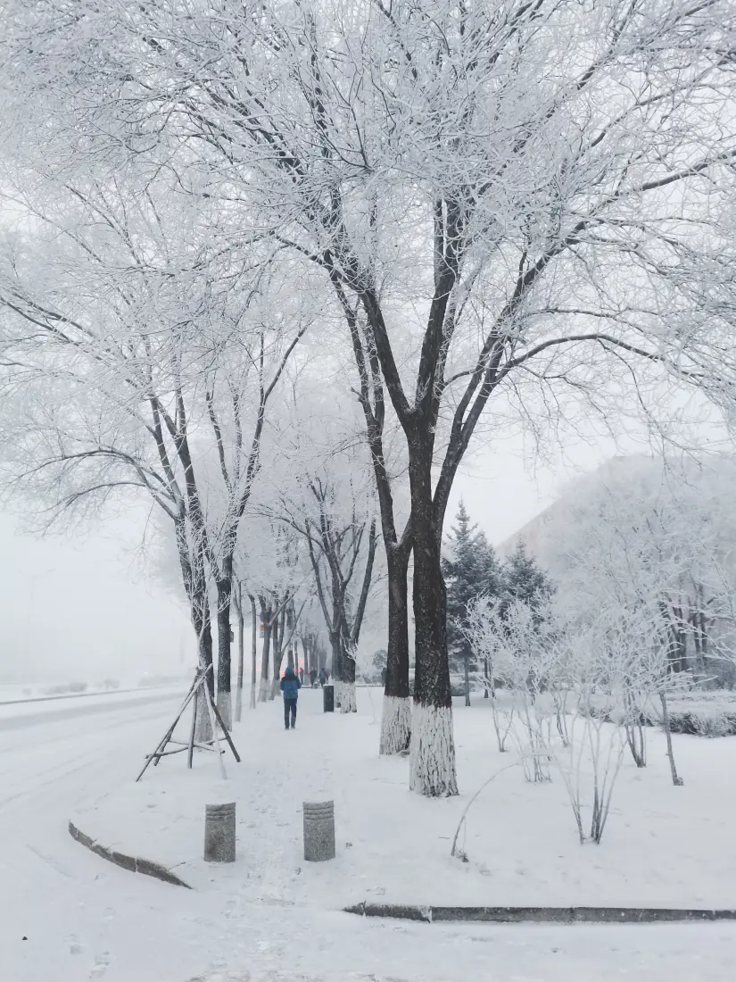 雪景树木壁纸|银装素裹的冬日背景图片 - 下雪了「哲风壁纸」 雪景树木壁纸|银装素裹的冬日背景图片 - 下雪了「哲风壁纸」