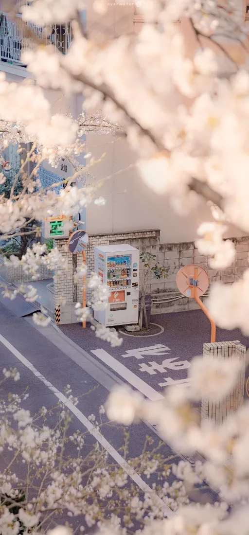 樱花盛开街景手机壁纸|春日浪漫背景图片 - 风景「哲风壁纸」 樱花盛开街景手机壁纸|春日浪漫背景图片 - 风景「哲风壁纸」