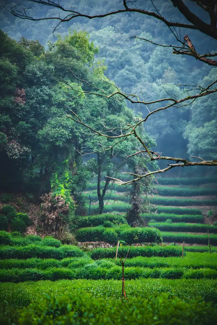 乡村茶园手机壁纸|茶园背景图片 - 自然美景「哲风壁纸」 乡村茶园手机壁纸|茶园背景图片 - 自然美景「哲风壁纸」