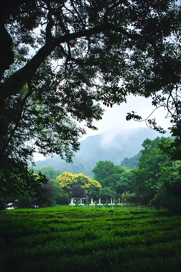 乡村风景手机壁纸|茶园背景图片 - 绿意盎然「哲风壁纸」 乡村风景手机壁纸|茶园背景图片 - 绿意盎然「哲风壁纸」