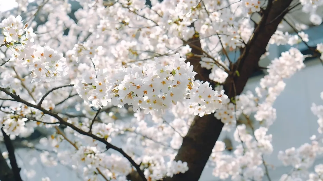 3k桃花风景壁纸|春日烂漫背景图片 - 繁花满枝「哲风壁纸」 3k桃花风景壁纸|春日烂漫背景图片 - 繁花满枝「哲风壁纸」