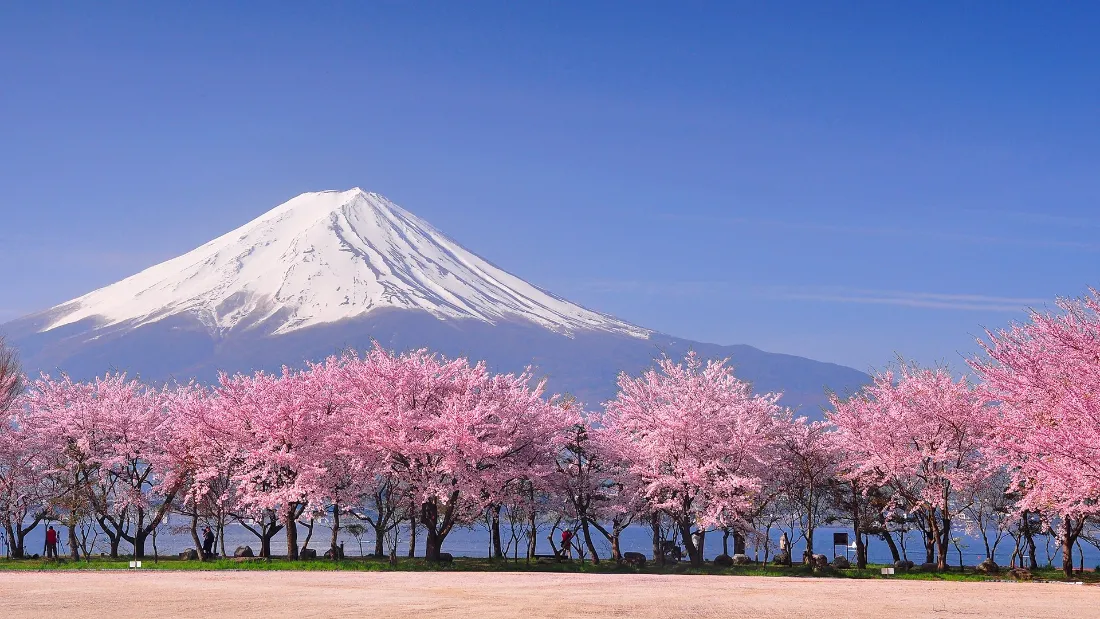 2k富士山壁纸|樱花背景图片 - 自然风景「哲风壁纸」 2k富士山壁纸|樱花背景图片 - 自然风景「哲风壁纸」