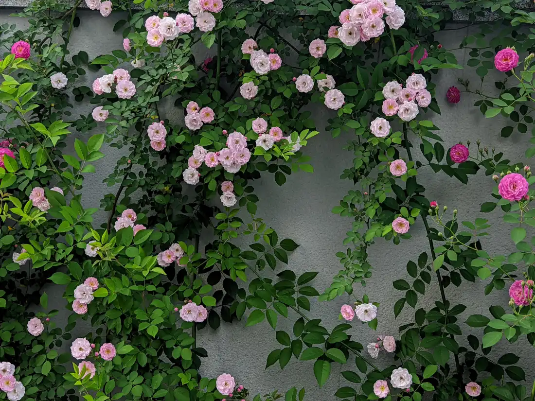 5k蔷薇花风景背景图片 - 自然之美「哲风壁纸」 爬满浅灰墙面的蔷薇藤蔓,缀满粉白与玫粉色花朵,绿叶繁茂。