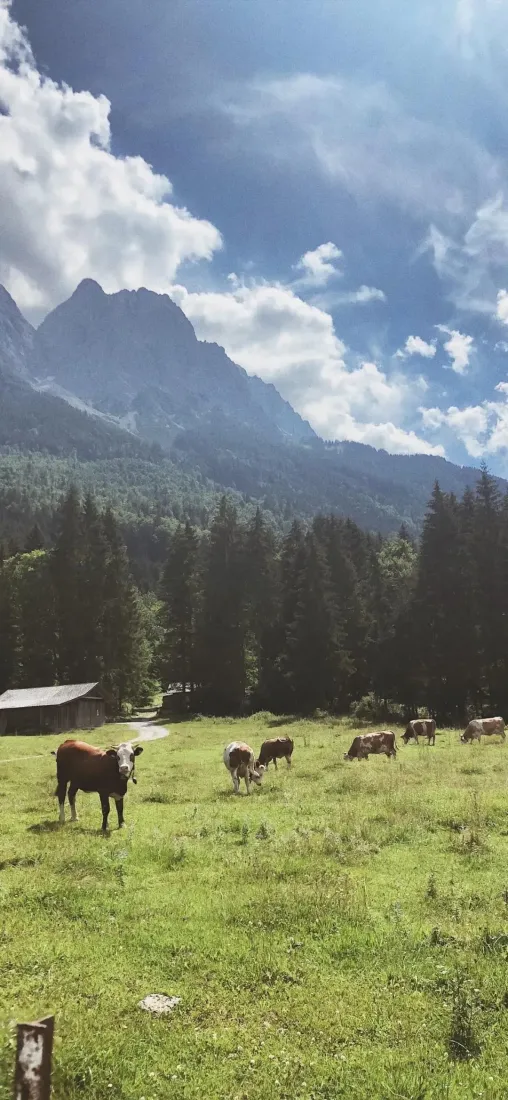 夏日山间牧场，青草地牛群吃草，远处山林与蓝天白云相映