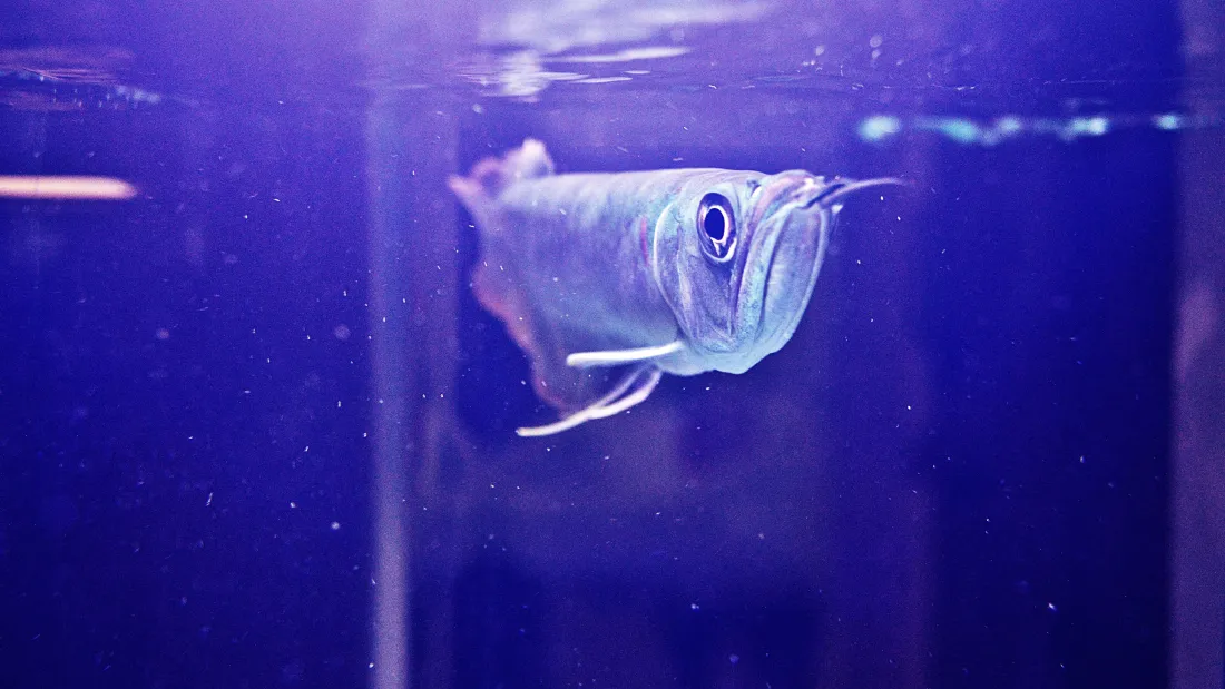 蓝紫色水族箱中，一条银灰色带长须的观赏鱼悬浮于水中。