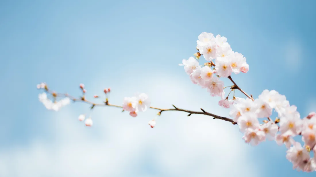 4k樱花壁纸|花风景背景图片 - 唯美春日「哲风壁纸」 4k樱花壁纸|花风景背景图片 - 唯美春日「哲风壁纸」